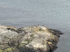 Calidris virgata