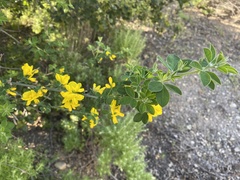 Genista monspessulana