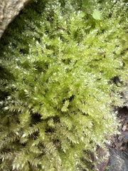 Brachythecium rivulare