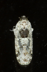 Catonia