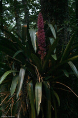 Portea petropolitana