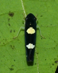 Microgoniella