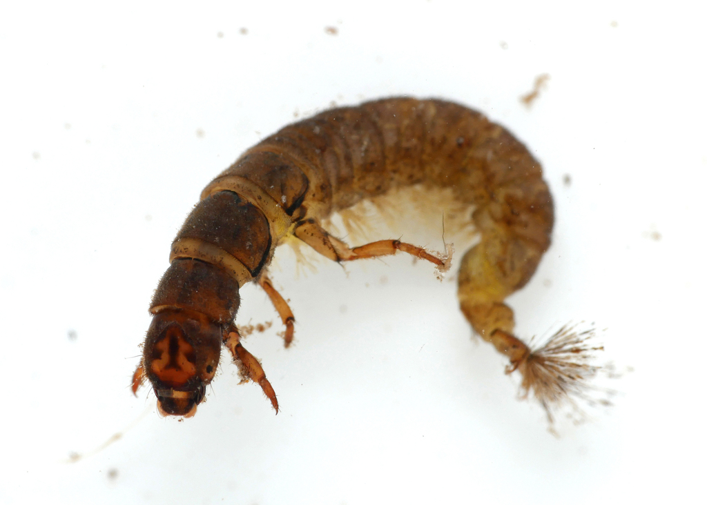 Hydropsyche fulvipes
