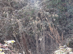 Dipsacus fullonum