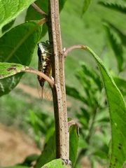 Cicadomorpha