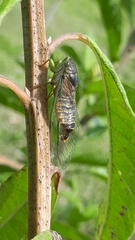 Cicadomorpha