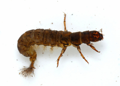 Hydropsyche fulvipes