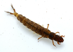 Hydropsyche fulvipes