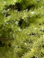 Brachythecium rivulare