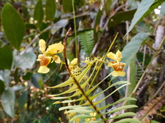 Oncidium adelaidae