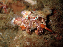 Dardanus pedunculatus