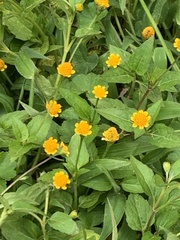 Acmella oppositifolia