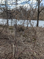 Scrophularia marilandica