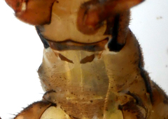 Hydropsyche fulvipes