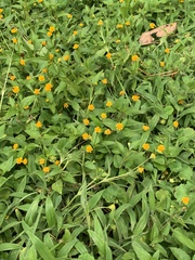 Acmella oppositifolia