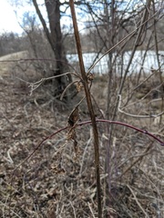 Scrophularia marilandica