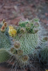 Opuntia trichophora