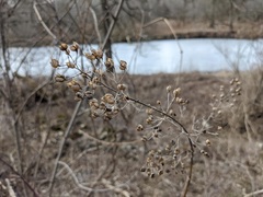 Scrophularia marilandica