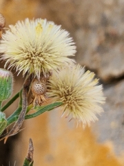 Erigeron sumatrensis