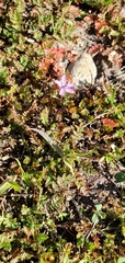Erodium