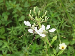 Tarenaya longicarpa