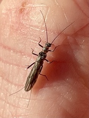 Embioptera