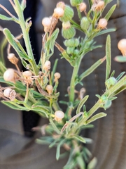 Erigeron sumatrensis