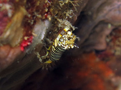 Gnathophyllum americanum