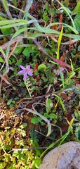 Erodium