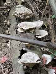 Trametes menziesii