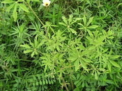 Tarenaya longicarpa