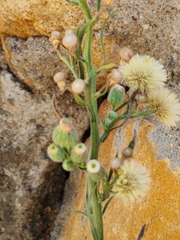 Erigeron sumatrensis