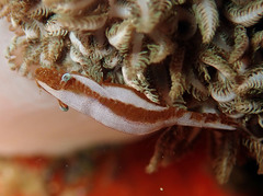 Hippolyte commensalis