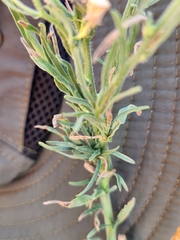 Erigeron sumatrensis