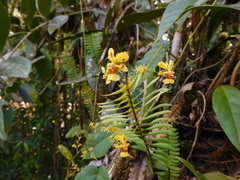 Oncidium adelaidae