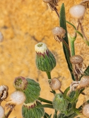 Erigeron sumatrensis