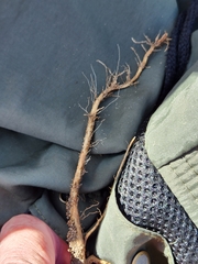 Erigeron sumatrensis