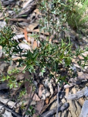 Podolobium ilicifolium