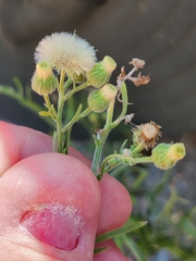 Erigeron sumatrensis