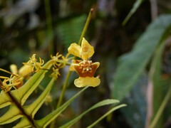 Oncidium adelaidae