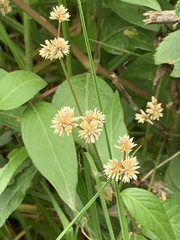 Alternanthera porrigens