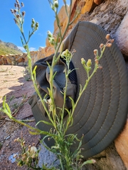 Erigeron sumatrensis