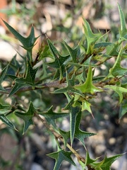 Podolobium ilicifolium