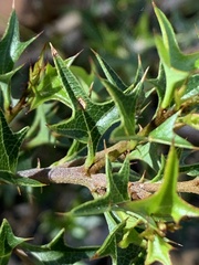 Podolobium ilicifolium