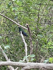 Eulampis holosericeus