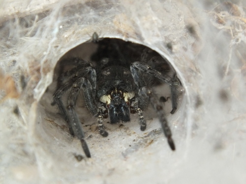 Sosippus californicus