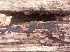 Glonium stellatum
