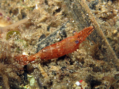 Leander tenuicornis