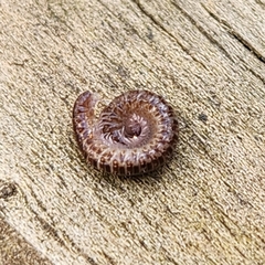 Cleidogona