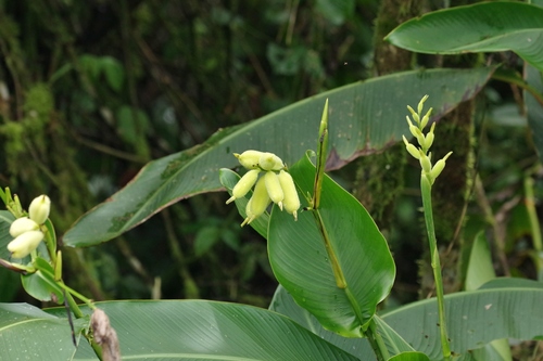 Canna jaegeriana